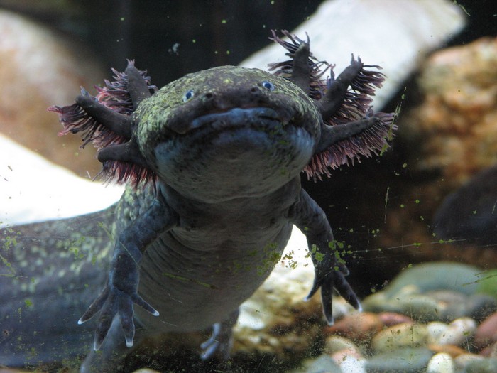 Tại Việt Nam, giông Axolotl khá hiếm, giá lên đến hàng triệu đồng một con và thuộc loại khó nuôi.